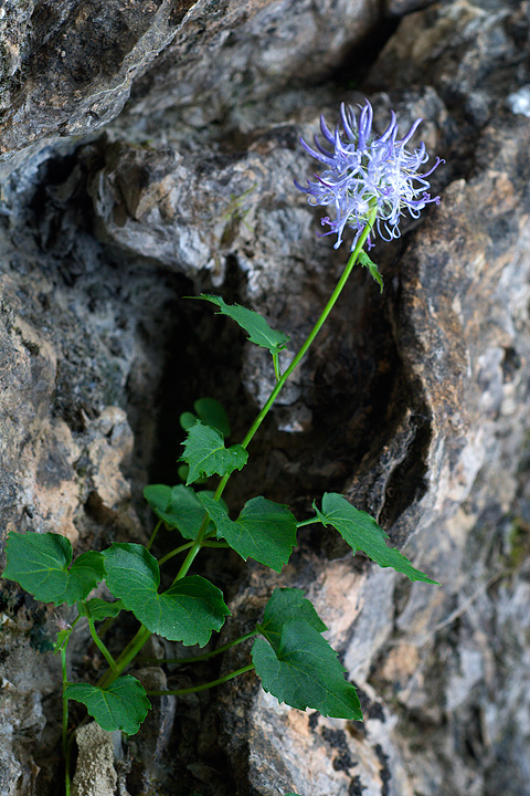 Phyteuma cordatum / Raponzolo delle Alpi Marittime